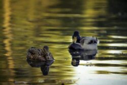 Duck swimming in calm water at sunset, peaceful natural scene with reflective surface.