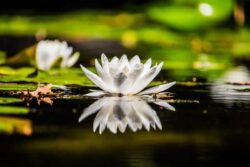 White water lily on a pond reflecting the flower, peaceful aquatic plant scene.