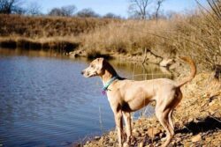 Dog standing by a pond on dry land near trees, outdoors in natural setting.