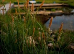 Wild grass and plants at a dam construction site for Big Ditch Dam Building Company.