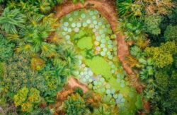 Lush tropical garden with pond and water lilies, eco-friendly dam construction by Big Ditch Dam Building Company.